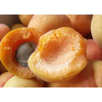 Fresh Dry Apricots 